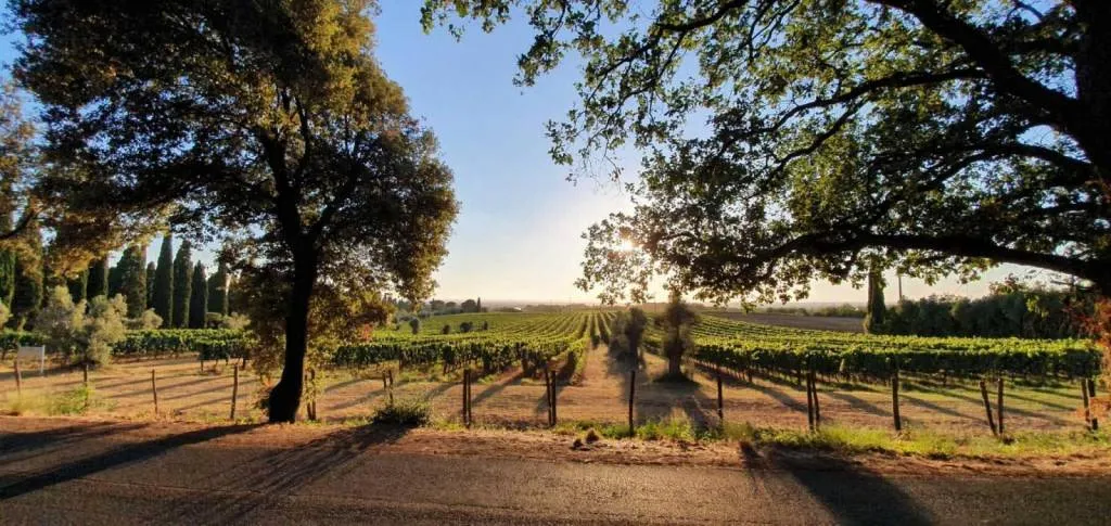 Studio Tutela Agroalimentare Roma